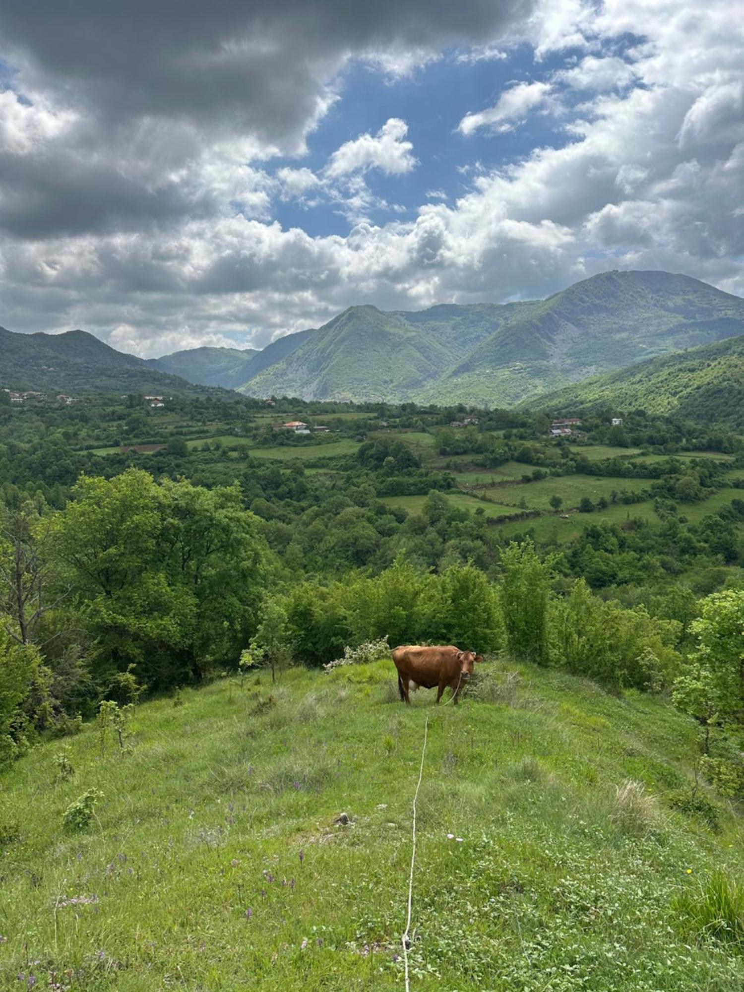 Vila Disha Tirana Bagian luar foto